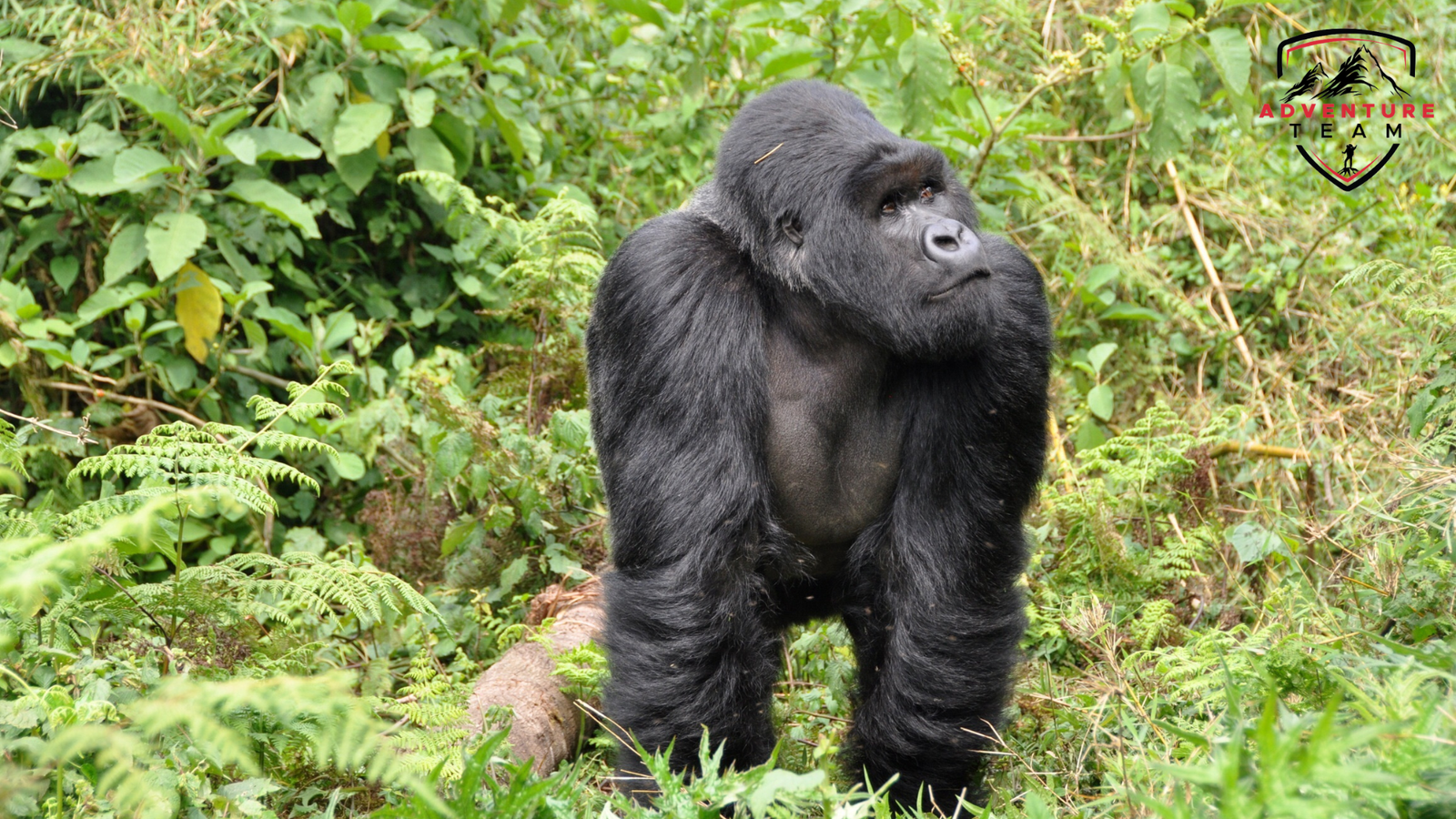 Gorilla Trekking, Uganda
